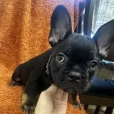 フレンチブルドッグ