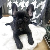 フレンチブルドッグ