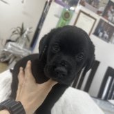 ラブラドールレトリバー