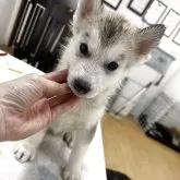シベリアンハスキー
