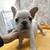 フレンチブルドッグ