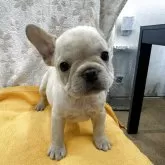 フレンチブルドッグ
