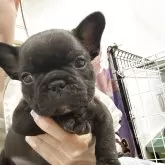 フレンチブルドッグ