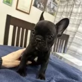 フレンチブルドッグ【千葉県・女の子・2024年12月14日・ブリンドル】の写真1