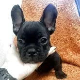 フレンチブルドッグ【千葉県・男の子・2025年9月12日・ブリンドル】の写真1