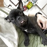 フレンチブルドッグ