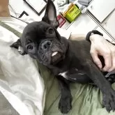 フレンチブルドッグ