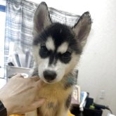 シベリアンハスキー