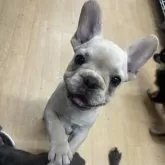 フレンチブルドッグ