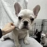 フレンチブルドッグ