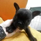 フレンチブルドッグ