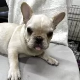 フレンチブルドッグ