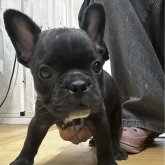 フレンチブルドッグ
