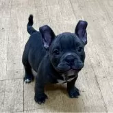 アメリカンブリー