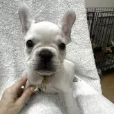 フレンチブルドッグ