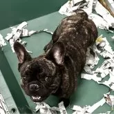フレンチブルドッグ
