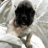 フレンチブルドッグ