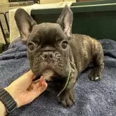 フレンチブルドッグ【千葉県・男の子・2025年5月16日・ブリンドル】の写真2