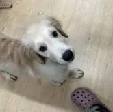 ゴールデンレトリバー【千葉県・男の子・2025年6月12日・ゴールド】の写真2