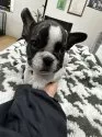 フレンチブルドッグ【千葉県・女の子・2024年11月3日・パイド】の写真2