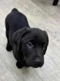 ラブラドールレトリバー【千葉県・男の子・2024年11月20日・チョコ】の写真3