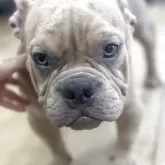 アメリカンブリー【千葉県・男の子・2025年2月28日・ライラックマール】の写真3