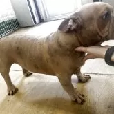 アメリカンブリー【千葉県・男の子・2025年2月28日・ライラックマール】の写真4