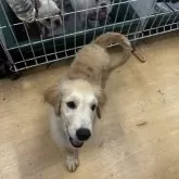 ゴールデンレトリバー【千葉県・男の子・2025年6月12日・ゴールド】の写真4