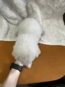 柴犬(標準サイズ)【千葉県・男の子・2024年11月9日・白】の写真5