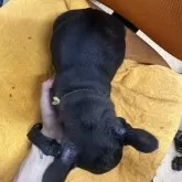 フレンチブルドッグ【千葉県・男の子・2025年9月12日・ブリンドル】の写真6