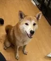 柴犬(標準サイズ)【千葉県・男の子・2024年11月9日・レッド系/オレンジ系】の写真5「ママの楓🍁」