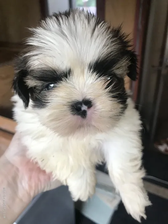 ぴろろ 様のお迎えした子犬