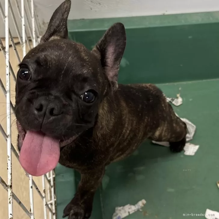 ID：2407-05329の子犬