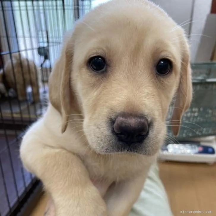ラブラドールレトリバー【千葉県・女の子・2022年6月16日・イエロー】の写真1