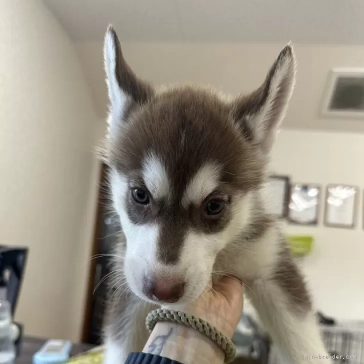 ID：2404-04546の子犬
