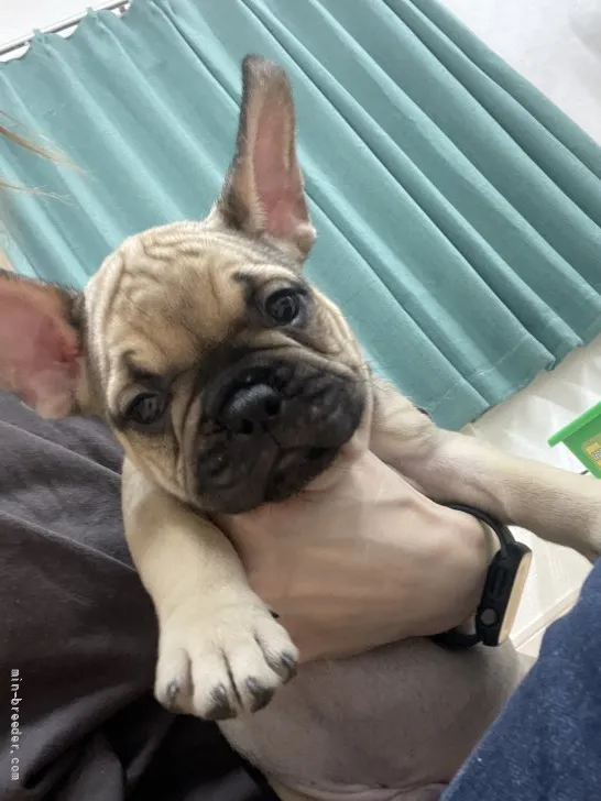 ID：2204-03722の子犬