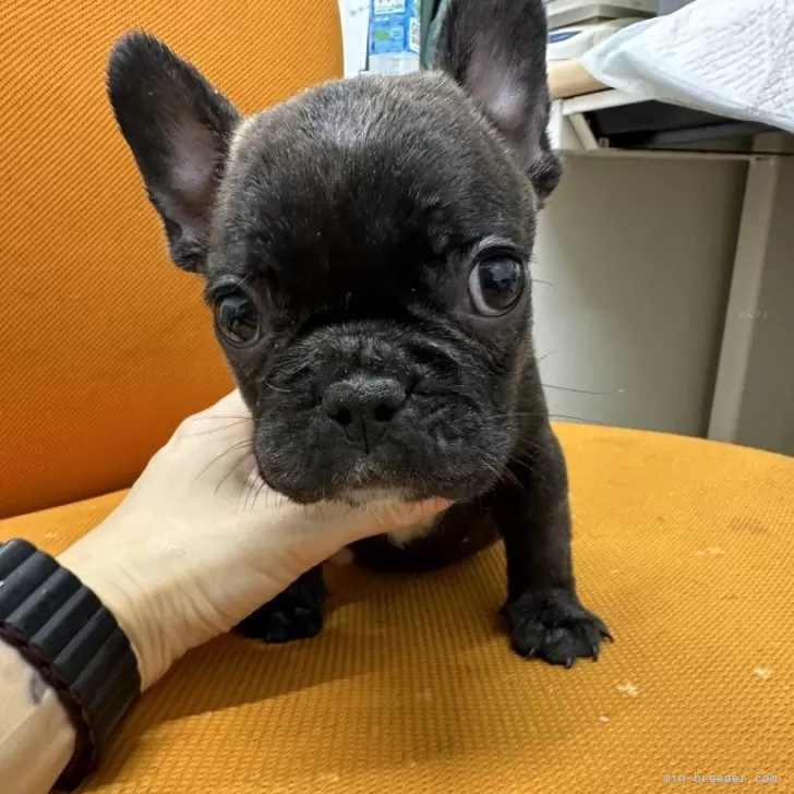 ID:2407-07206の子犬