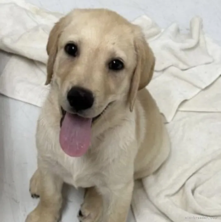 ID：2307-01368の子犬
