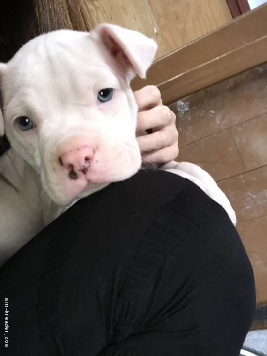 kyo 様のお迎えした子犬