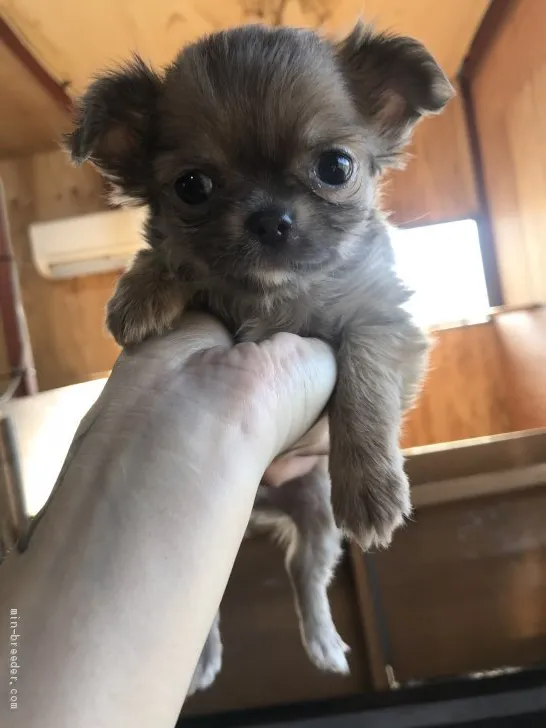 M.N 様のお迎えした子犬