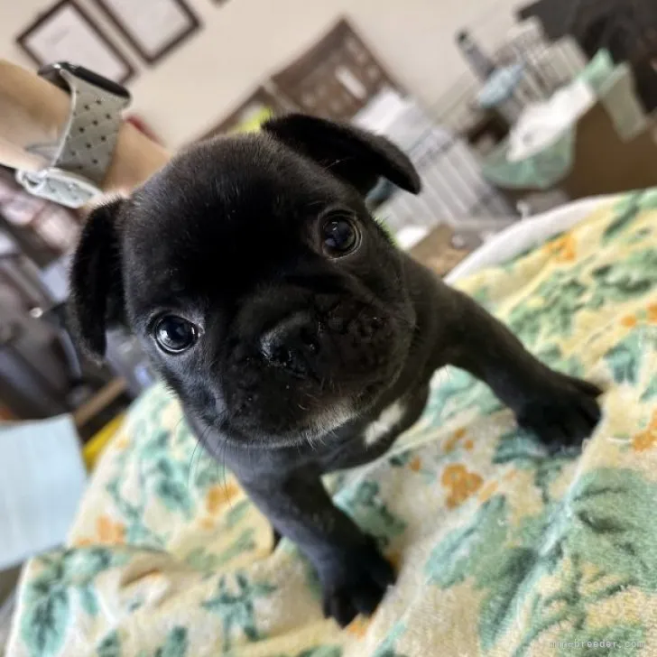 ID：2311-03565の子犬