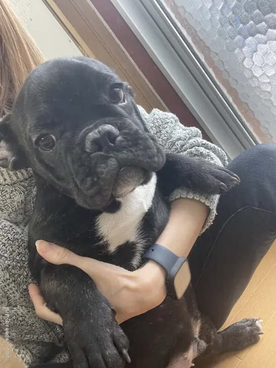 ID:2202-01088の子犬