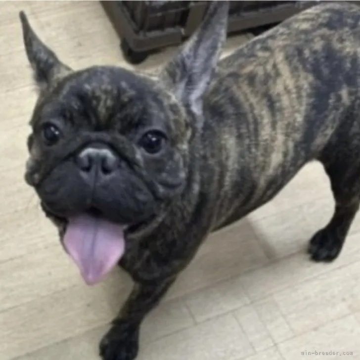 ID：2301-05274の子犬