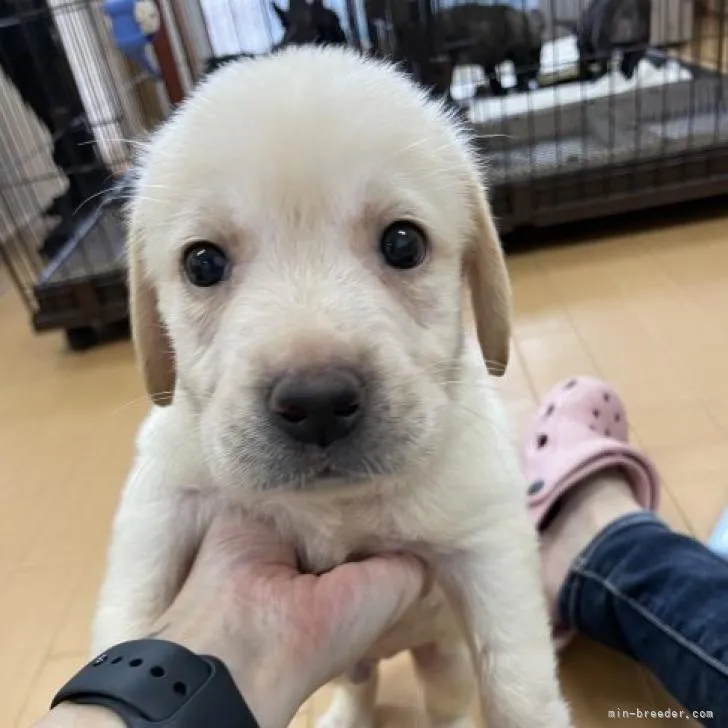 ID:2209-04592の子犬