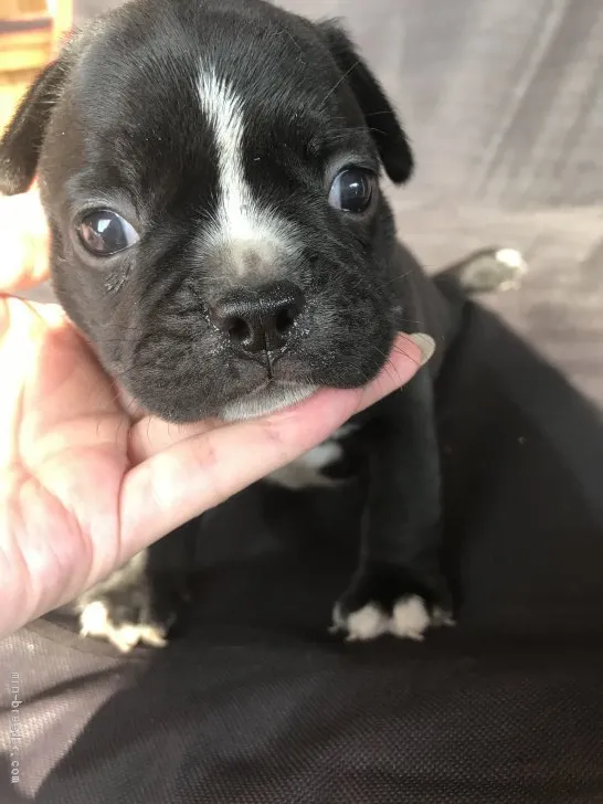 H.Ｉ 様のお迎えした子犬