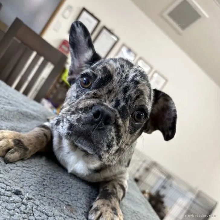 ID:2307-05193の子犬