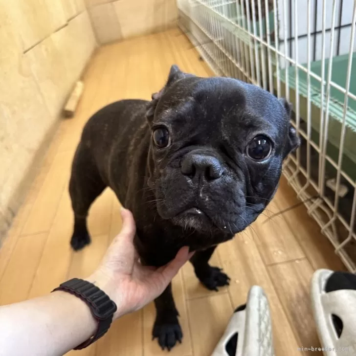 ID：2306-05834の子犬