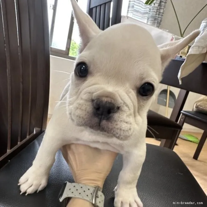 ID:2306-01045の子犬