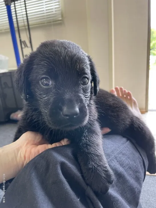 ニケちゃん 様のお迎えした子犬