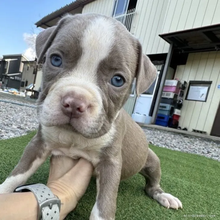 ID:2310-02556の子犬